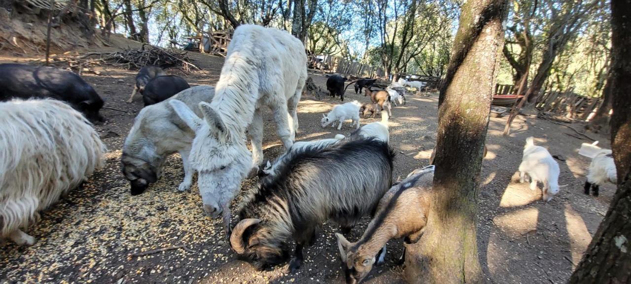 Gites San Austinu Petreto-Bicchisano エクステリア 写真